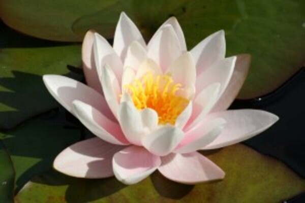 Lotusblomst