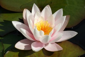 Lotusblomst