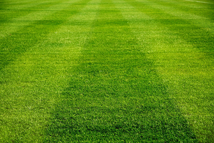 Naturegrass_33543949_original-e1512569638950