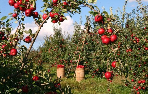 Apples-1873078_1280