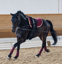 Junior