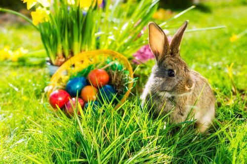Ostern-osterhase-ostereier