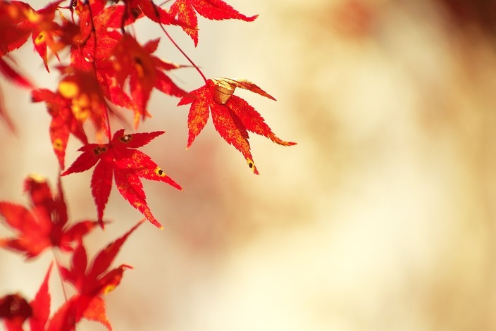 Autumnal-leaves-1280026_1280